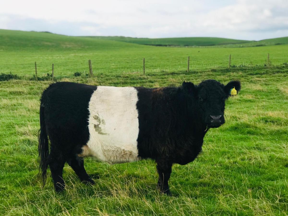 Bunnahabhain 5 - Farm Stay - Stunning sea&rural views Stranraer Bagian luar foto