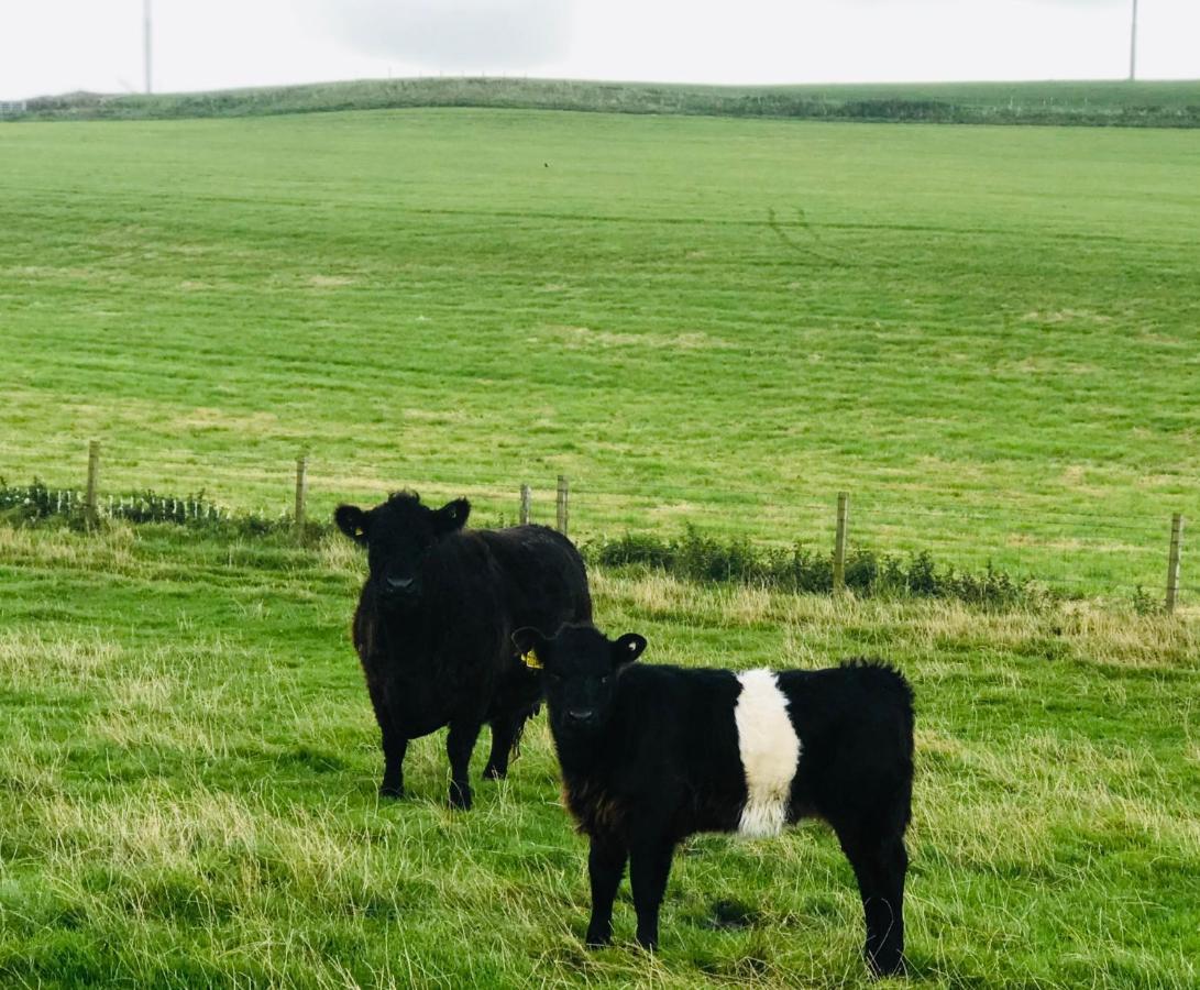 Bunnahabhain 5 - Farm Stay - Stunning sea&rural views Stranraer Bagian luar foto